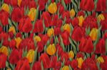 Fete des Fleurs - Tulips