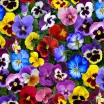 Lovely Pansies
