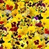 Lovely Pansies